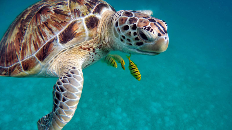Tutorial-viaggio-Maldive